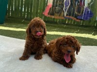 GÜZELLİK ABİDESİ POODLE BEBEKLER