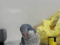 Çok güzel bebek Monk konuşma mevcut