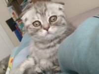 2.5 aylık scottish fold kedimiz yeni yuvasını arıyor