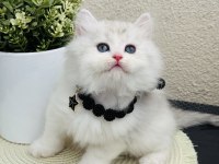 Tüm Malzemeleri İle Birlikte Verilecek British Longhair