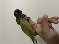 Muhteşem bebek konur papağanları