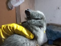 Safkan Cüce Tavşan
