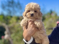 Maltipoo bebekler teacup