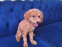 6 Aylık Red Toy Poodle Kızımız