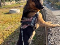 Köpeğim Aresi (Erkek) çiftleştirmek istiyorum