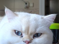 British Longhair Kedisi