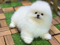 Safkan 0 Burun Pomeranian Boo