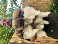 Pomeranian boo ayı surat vasıflı yavrular