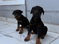 Sağlık ve ırk garantili doberman yavrumuz