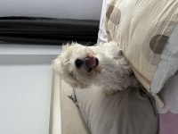 Acil Ciddi ve Ömürlük Yuva Köpeğimize