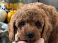 SEVİMLİ TOY POODLE YAVRUMUZ