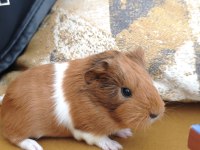 Guinea Pigler
