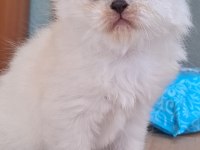 British shorthair kediler