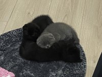 40 günlük scottish fold erkek