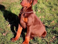 Sceli Irkının En İyisi Doberman Yavrular