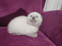 50 günlük scottish fold ve scottish straight yavrular
