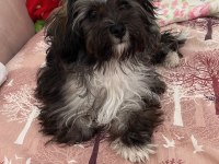 Terrier Poodle Kırması Yavrular
