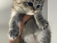 British shorthair ve longhair yavru kediler tamamen orjinal