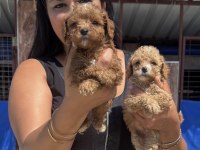 Ufacık maltipoo yavrularım