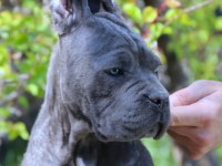 Fcı-Kıf Şecereli Safkan Cane Corso Yavrularımız