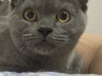 Güzel british shorthair kızıma yuva arıyorum