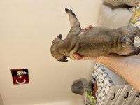 French Bulldog Fawn Dişi
