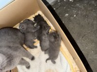 British shorthair bebeklerim