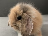 Hollanda Lop Tavşanı