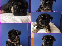 60 günlük Erkek Black Tan French Bulldog