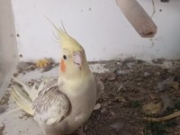 2 Yaşında Uysal Dişi Sultan Papağanı