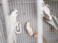 Acil satılık takım sultan papağanı