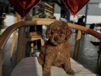 Toy Poodle Yavru İçin Ulaşın