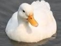 Ördek pekin civcivi
