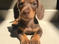 Safkan Dachshund Yavrular