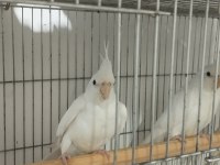 Bebek sultan papağanı