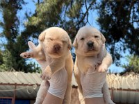 Golden retriever yavrularımız ruhsatlı çiftliğinden