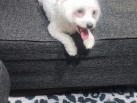 1 yaşında dişi köpeğimiz