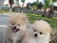 Pomeranian erkek 3 aylık