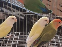 3 Aylık Yavru Sevda Papağanı
