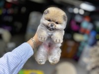 BİBLO POMERANİAN BOO YAVRULARIMIZ