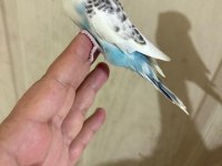31 Günlük Renk Güzeli Bebek Kuşumuz