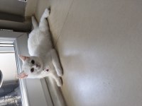 3 buçuk aylık british shorthair dişi