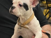 Dişi french bulldog yeni yuva arıyor