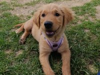 3 Aylık golden retriever köpeğimiz