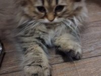 2.5 Aylık Dişi British Longhair