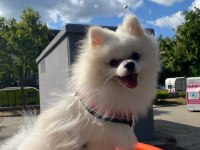 10 Aylık Erkek Pomeranian Boo Yeni Sahibini Arıyor