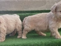 MALTİPOO YAVRULAR