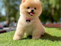 Sevimli Pomeranian Boo Yavrularımız