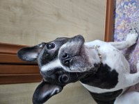 French bulldog oğlumuz