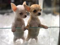 Şivava (chihuahua) bebeklerimiz